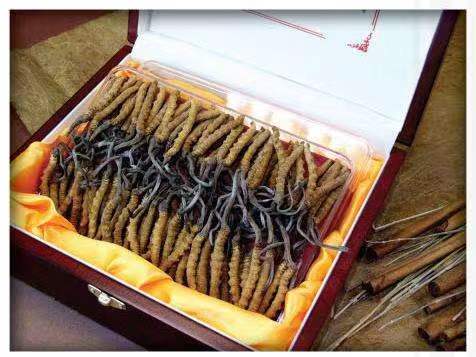 连南冬虫夏草回收?